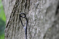 Canne Ashima FFX-P 3m 1.36