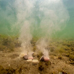 Ultimate Baits Carp Summer Pack (Pack été) -Pêche Série Boutique d320952dd9295aee